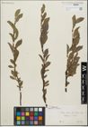 Foto von Salix glabra Scop. x Salix retusa L.